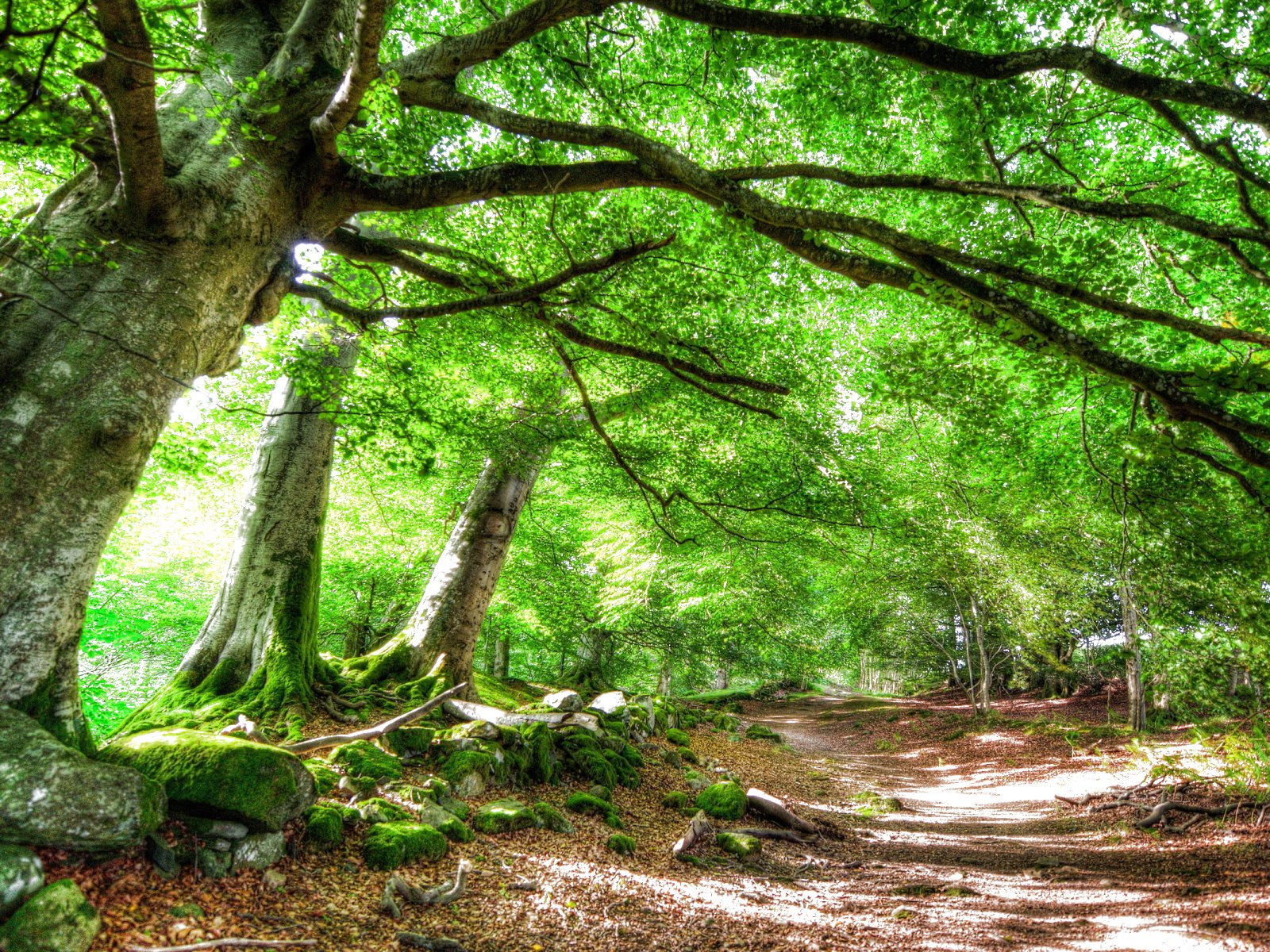 forest, Trees, Nature, Landscape, Tree, Autumn, Fall Wallpaper