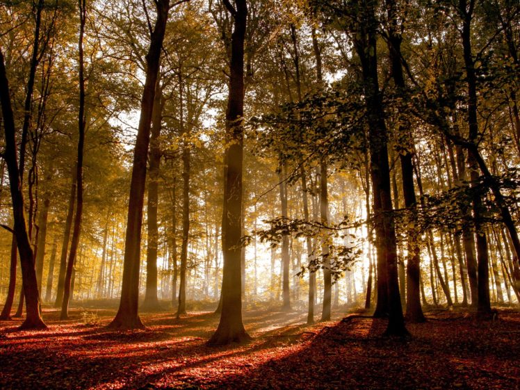 forest, Trees, Nature, Landscape, Tree, Autumn, Fall HD Wallpaper Desktop Background