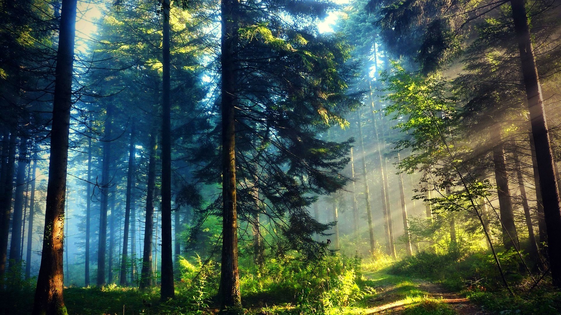 forest, Trees, Nature, Landscape, Tree, Autumn, Fall Wallpaper