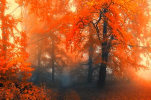 forest, Trees, Nature, Landscape, Tree, Autumn, Fall