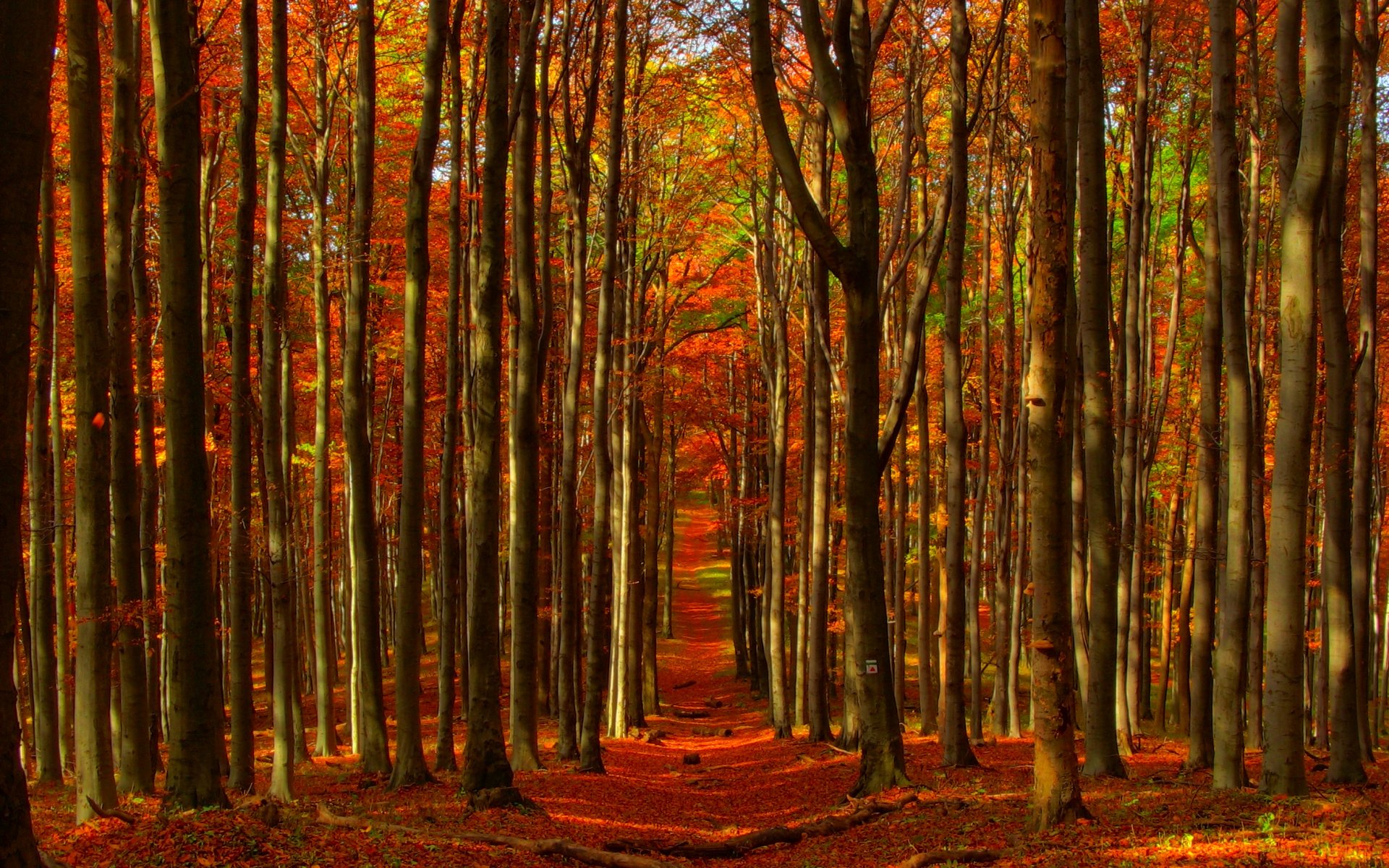 forest, Trees, Nature, Landscape, Tree, Autumn, Fall Wallpaper