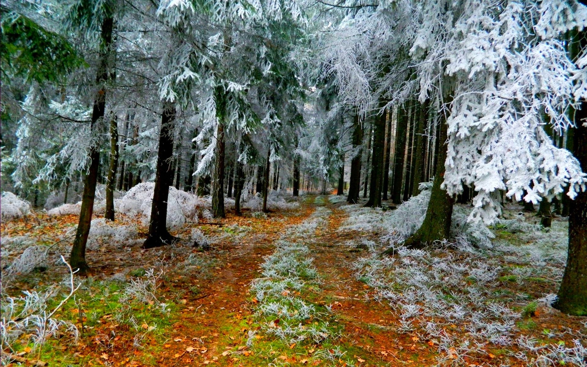 forest, Trees, Nature, Landscape, Tree, Autumn, Fall Wallpaper