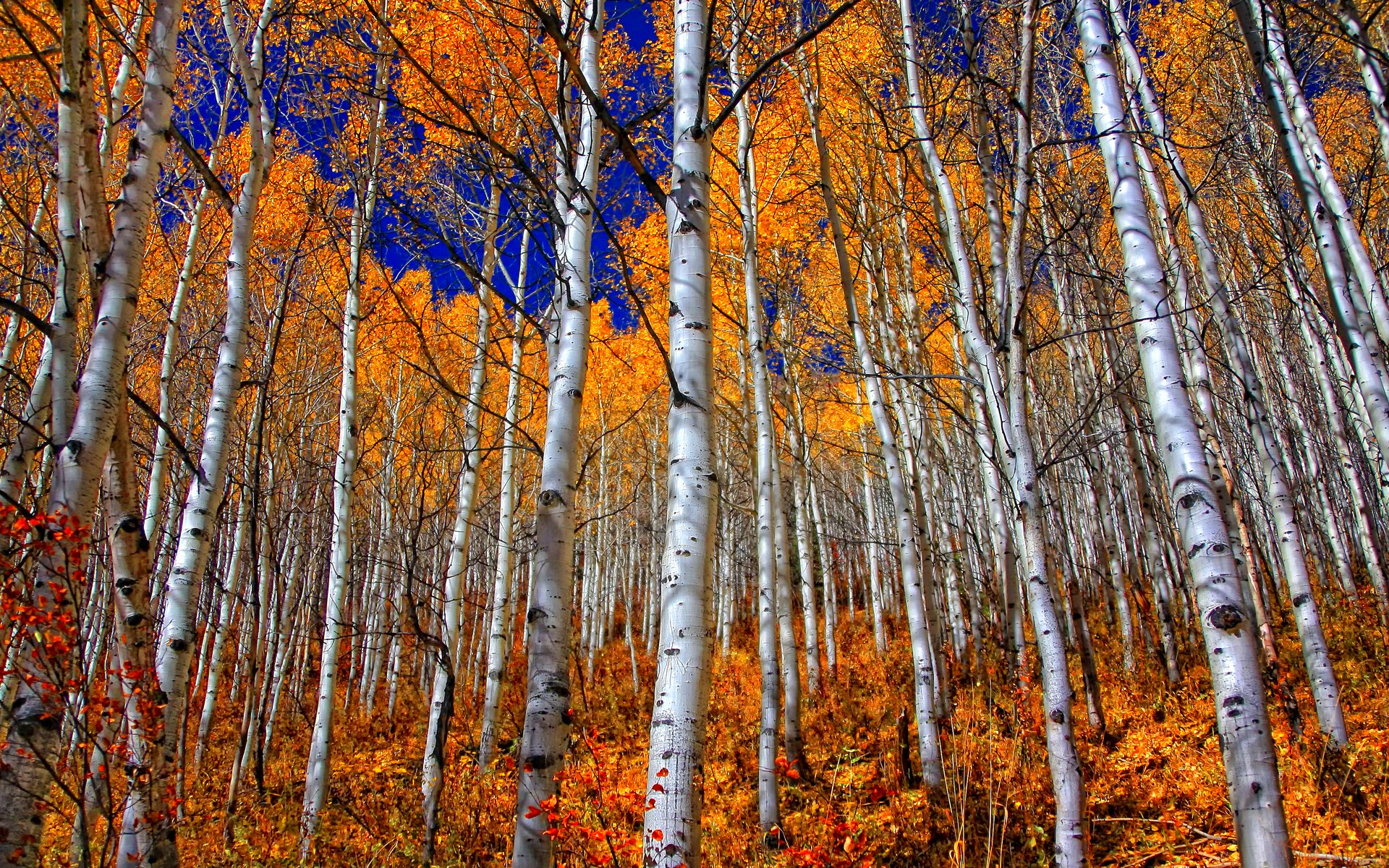 forest, Trees, Nature, Landscape, Tree, Autumn, Fall Wallpaper