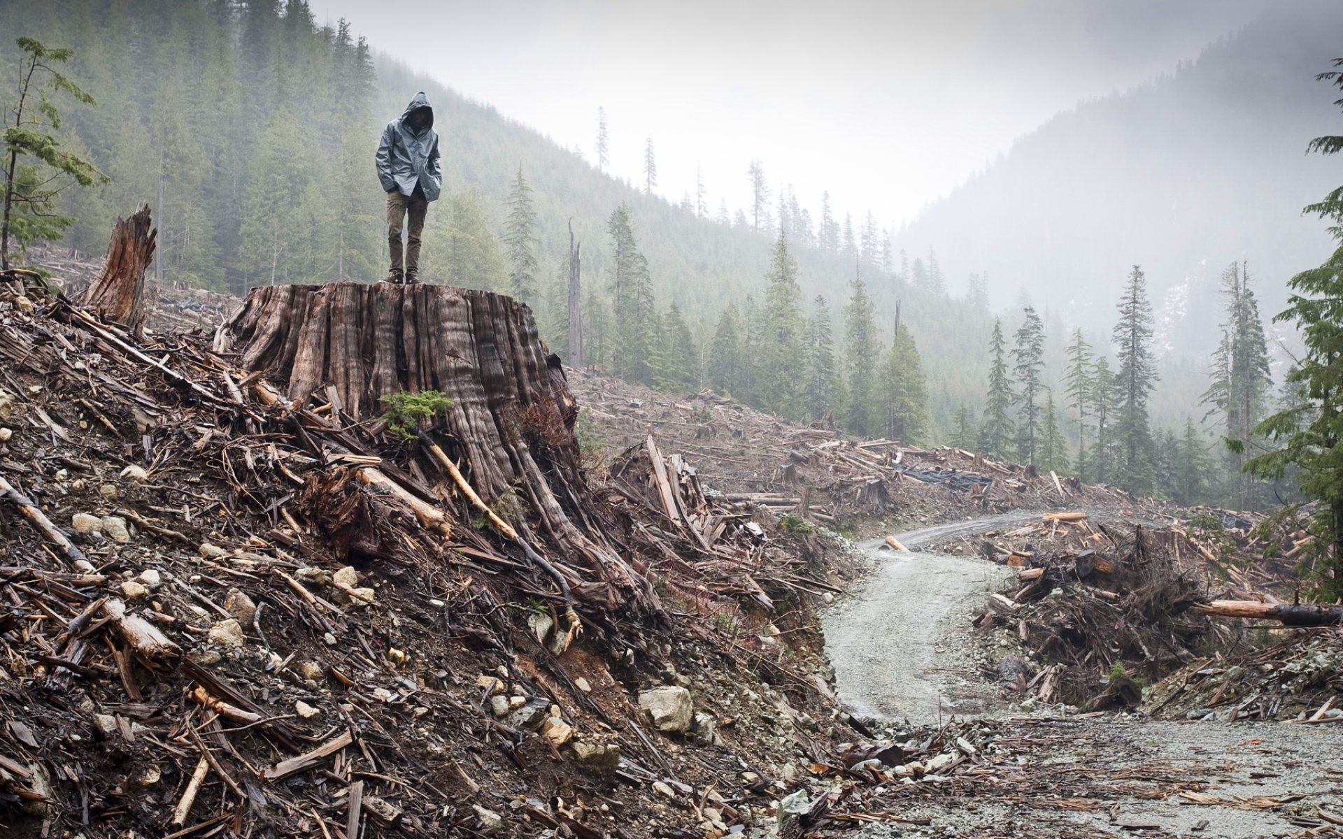 forest, Trees, Nature, Landscape, Tree, Autumn, Fall Wallpaper