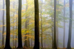 forest, Trees, Nature, Landscape, Tree, Autumn, Fall