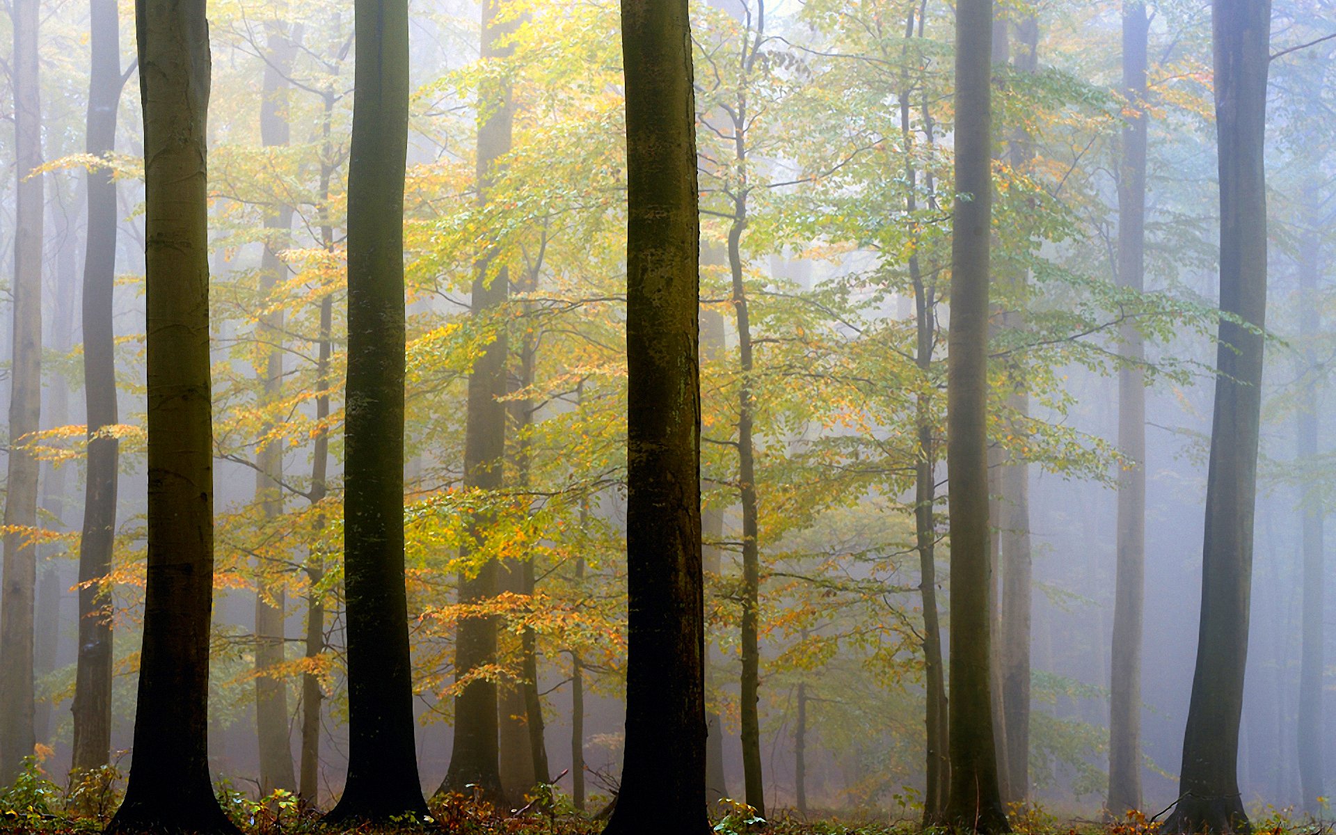 forest, Trees, Nature, Landscape, Tree, Autumn, Fall Wallpaper