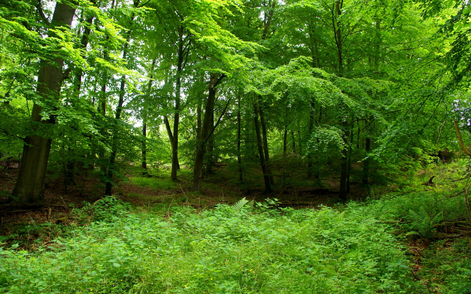 forest, Trees, Nature, Landscape, Tree, Autumn, Fall Wallpaper