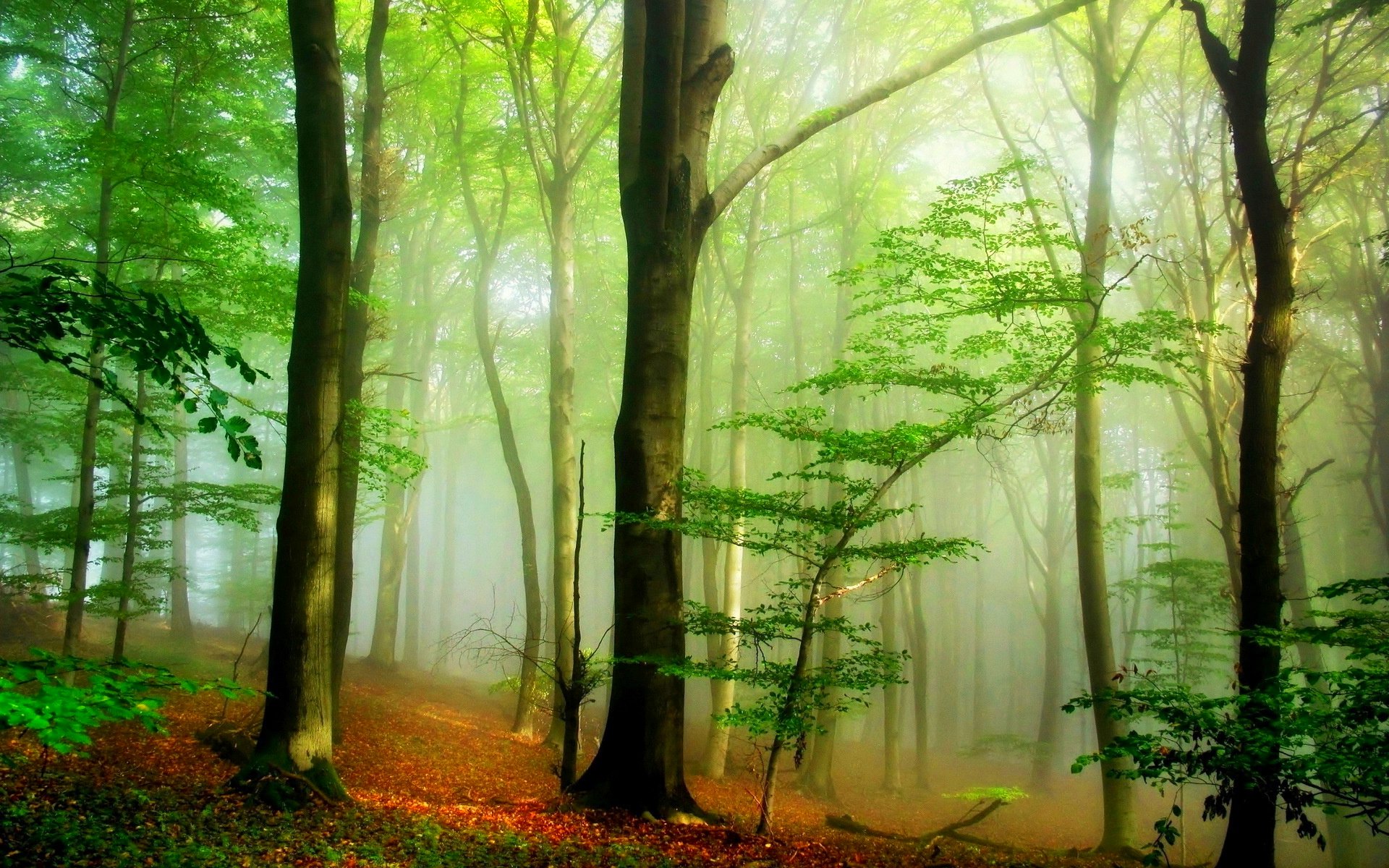 forest, Trees, Nature, Landscape, Tree, Autumn, Fall Wallpaper