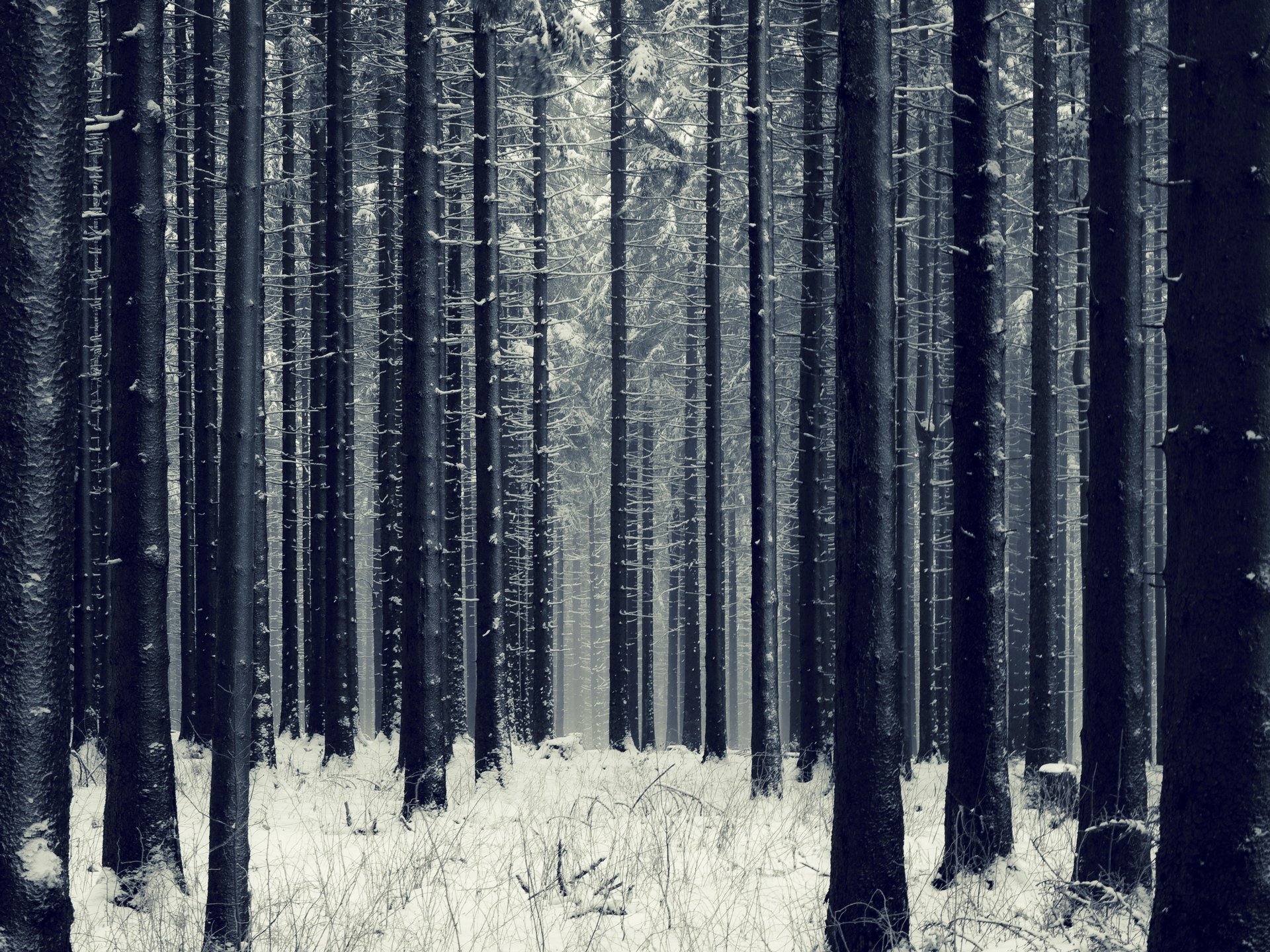 forest, Trees, Nature, Landscape, Tree, Autumn, Fall Wallpaper