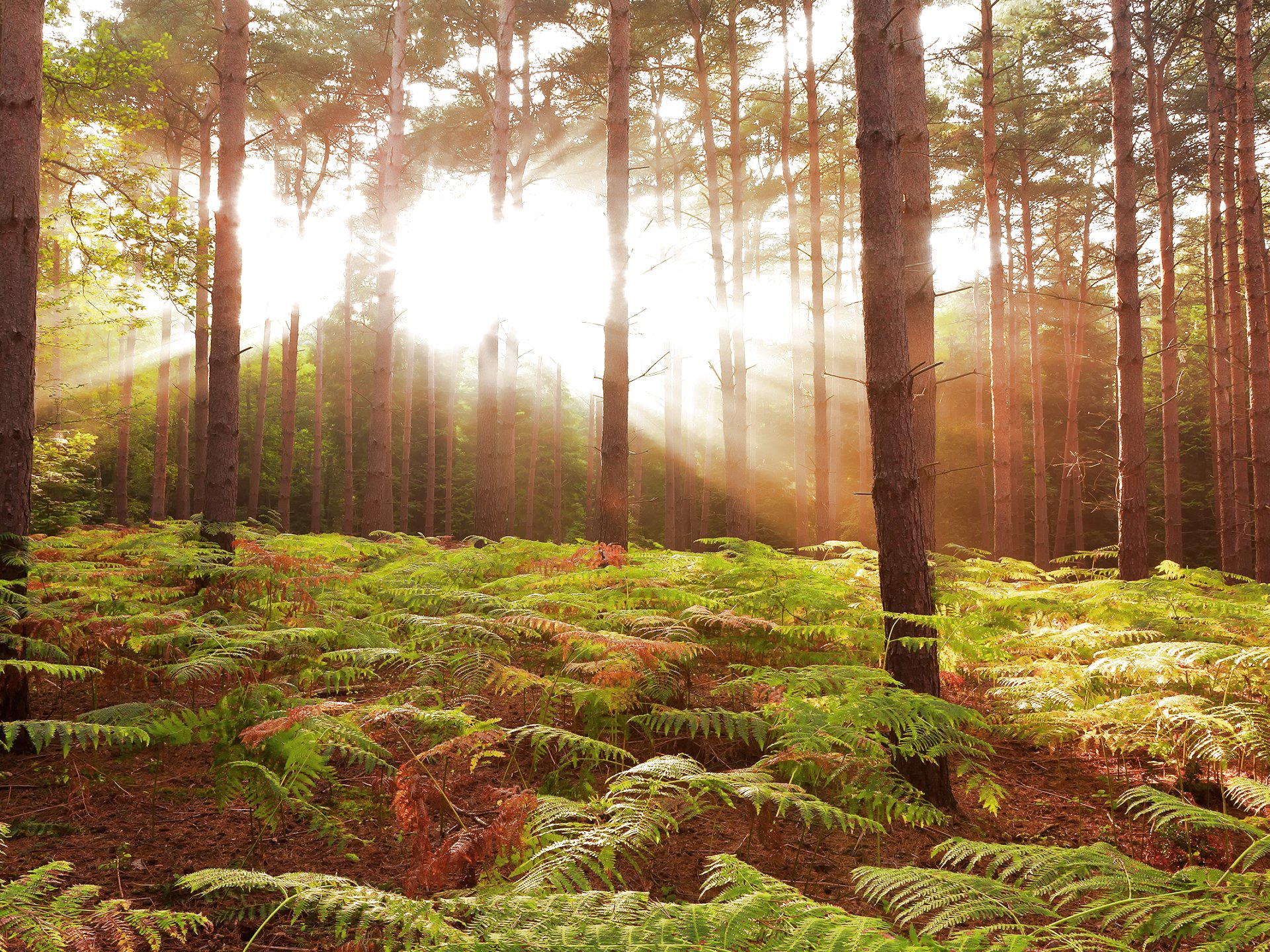 forest, Trees, Nature, Landscape, Tree, Autumn, Fall Wallpaper