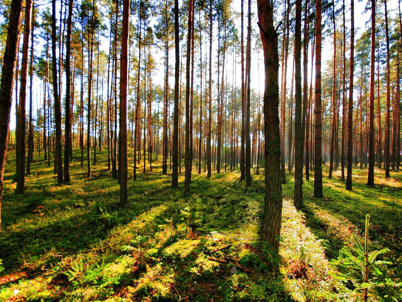 forest, Trees, Nature, Landscape, Tree, Autumn, Fall Wallpaper