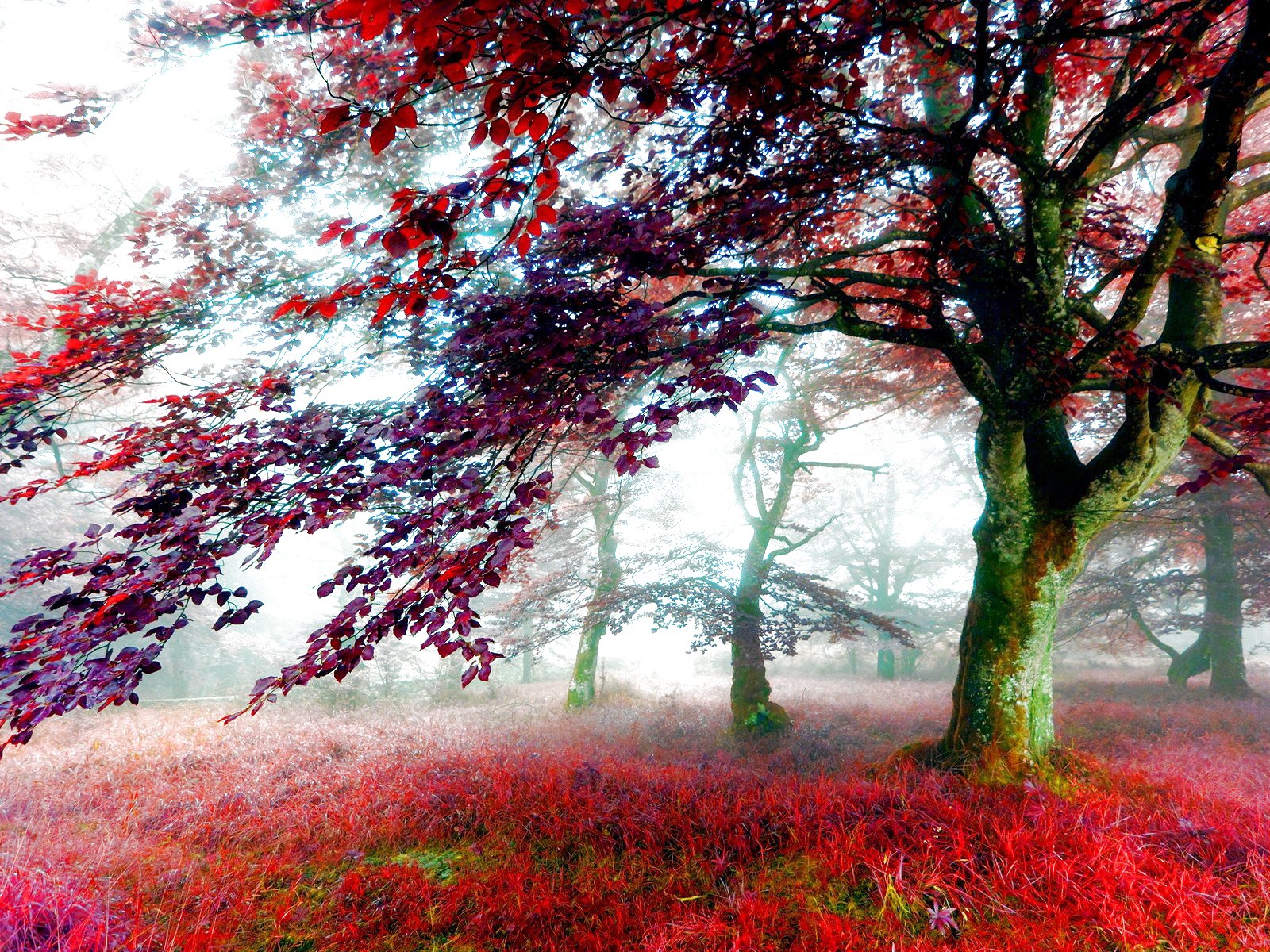 forest, Trees, Nature, Landscape, Tree, Autumn, Fall Wallpaper