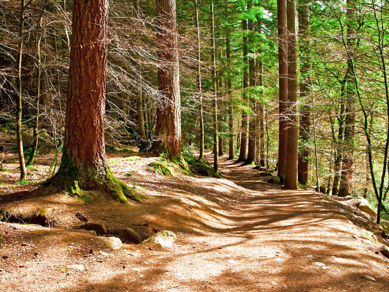 forest, Trees, Nature, Landscape, Tree, Autumn, Fall Wallpaper