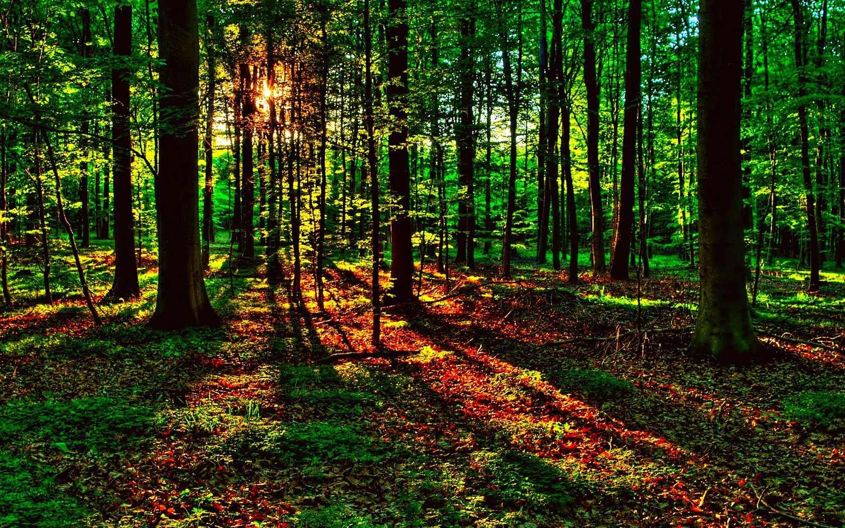 forest, Trees, Nature, Landscape, Tree, Autumn, Fall Wallpaper