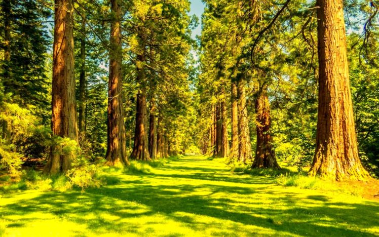 forest, Trees, Nature, Landscape, Tree Wallpapers HD / Desktop and ...