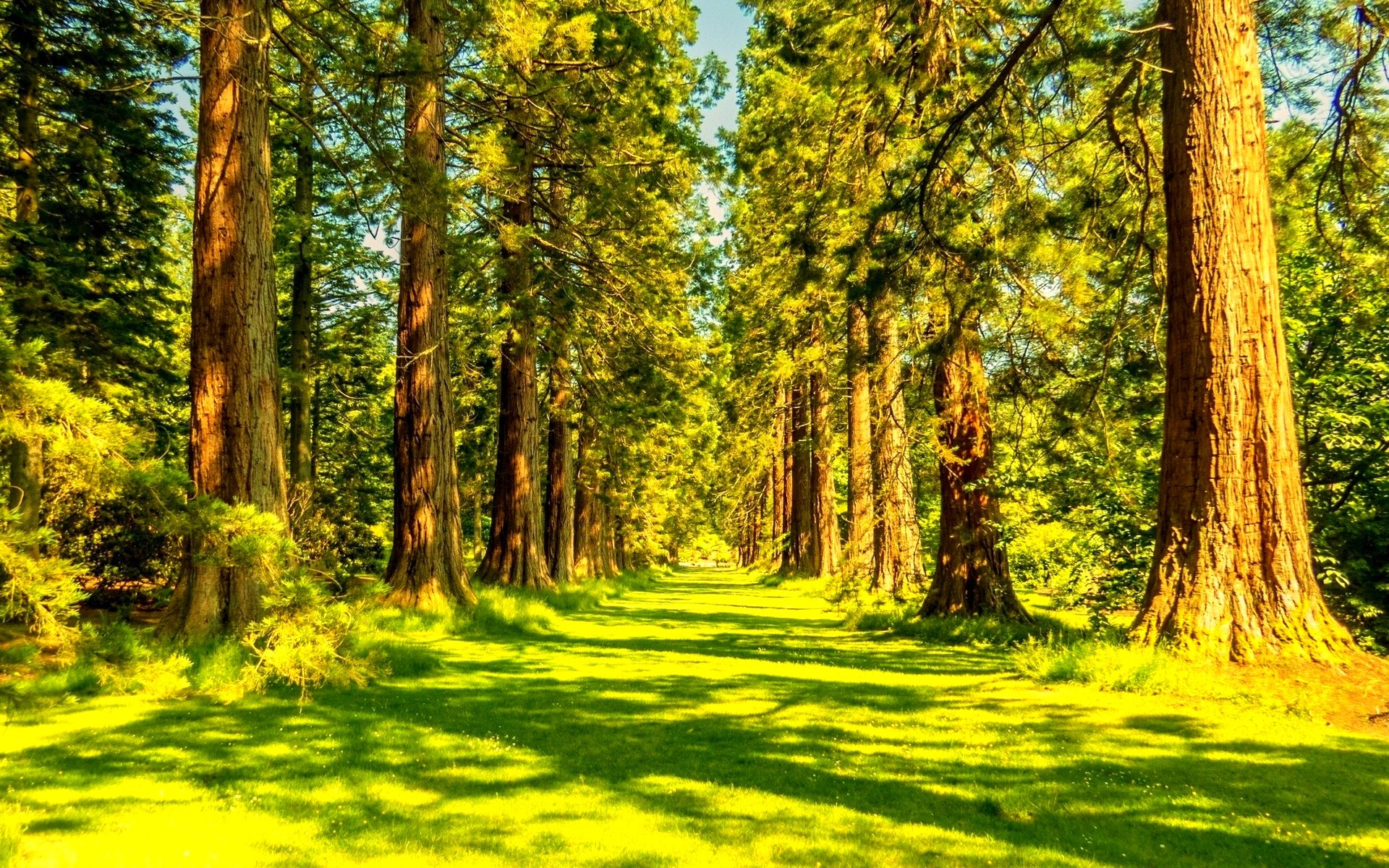 Free Images : Landscape, Tree, Nature, Forest, Horizon, Cloud, Sky, Sun