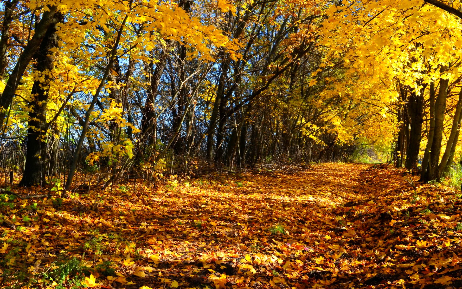 forest, Trees, Nature, Landscape, Tree Wallpaper