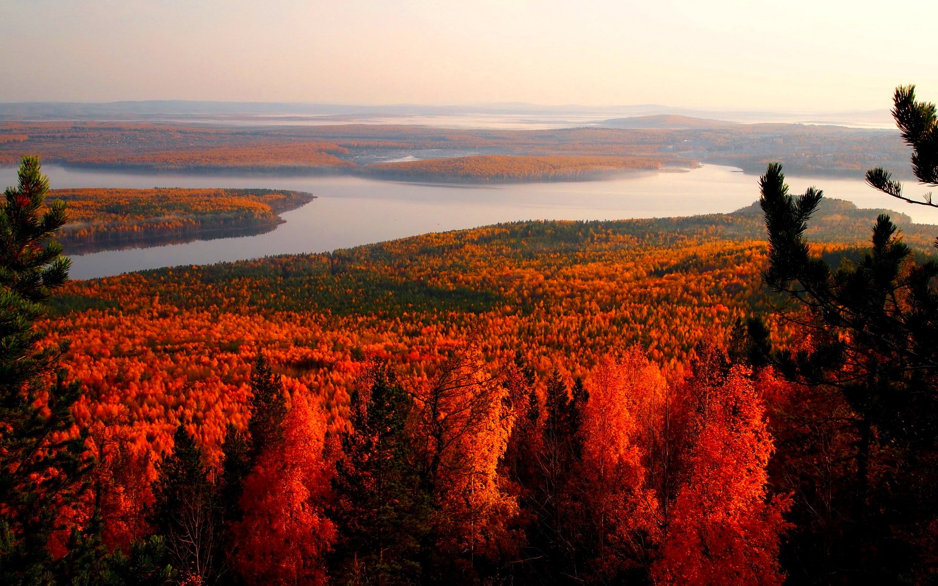 forest, Trees, Nature, Landscape, Tree Wallpaper