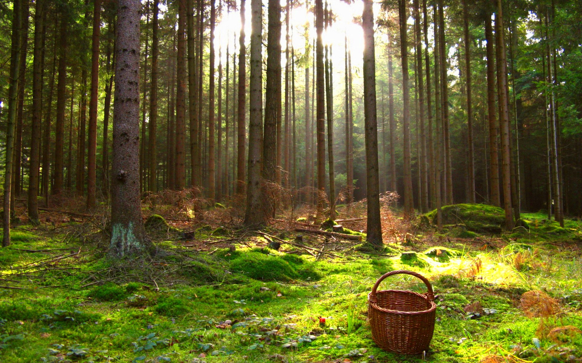 forest, Trees, Nature, Landscape, Tree Wallpaper