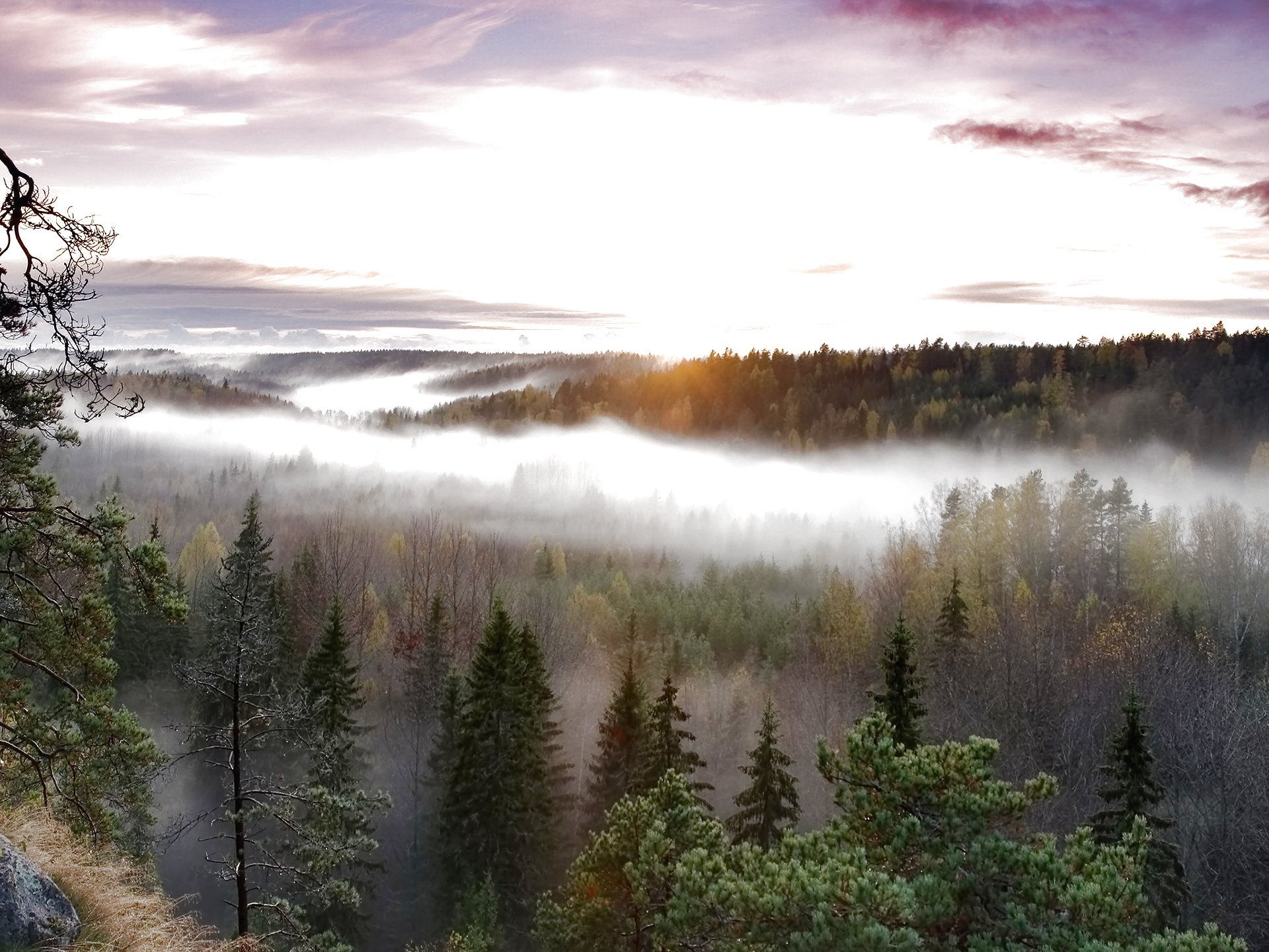 forest, Trees, Nature, Landscape, Tree Wallpaper