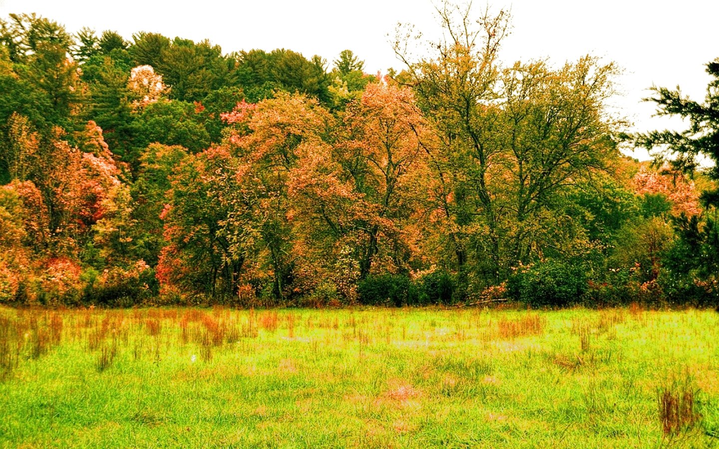 forest, Trees, Nature, Landscape, Tree Wallpaper