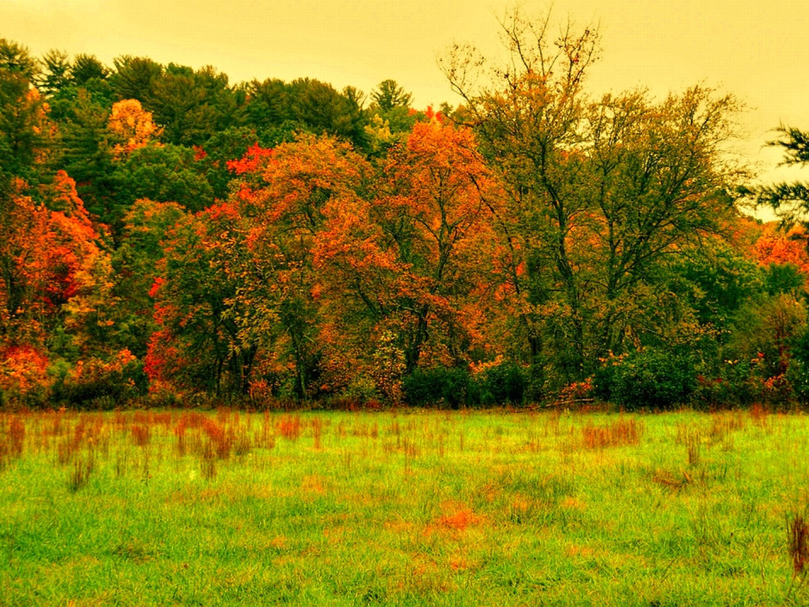 forest, Trees, Nature, Landscape, Tree Wallpaper