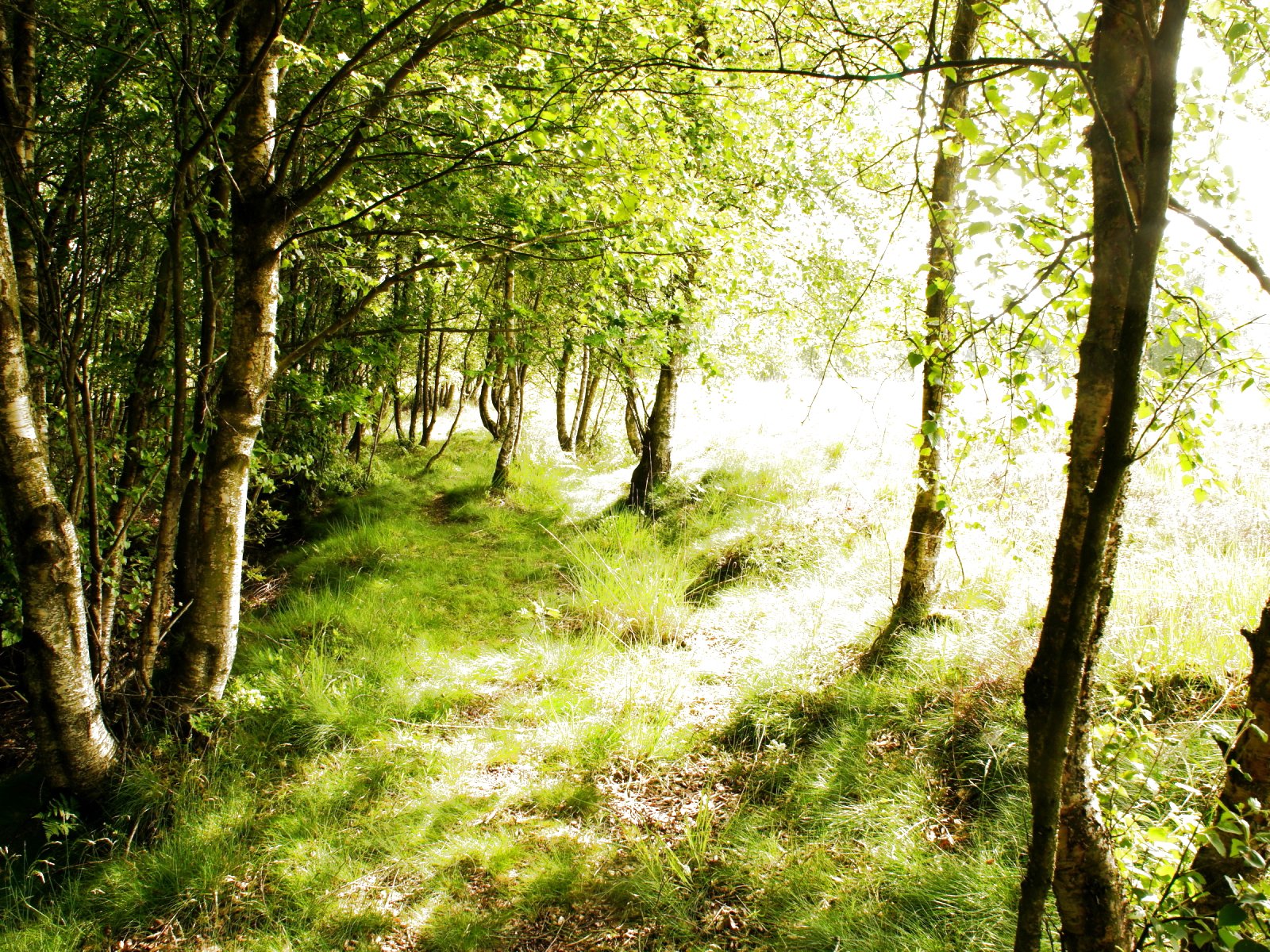 forest, Trees, Nature, Landscape, Tree Wallpaper