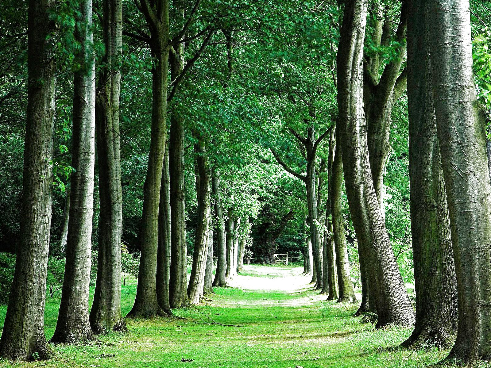 forest, Trees, Nature, Landscape, Tree Wallpaper