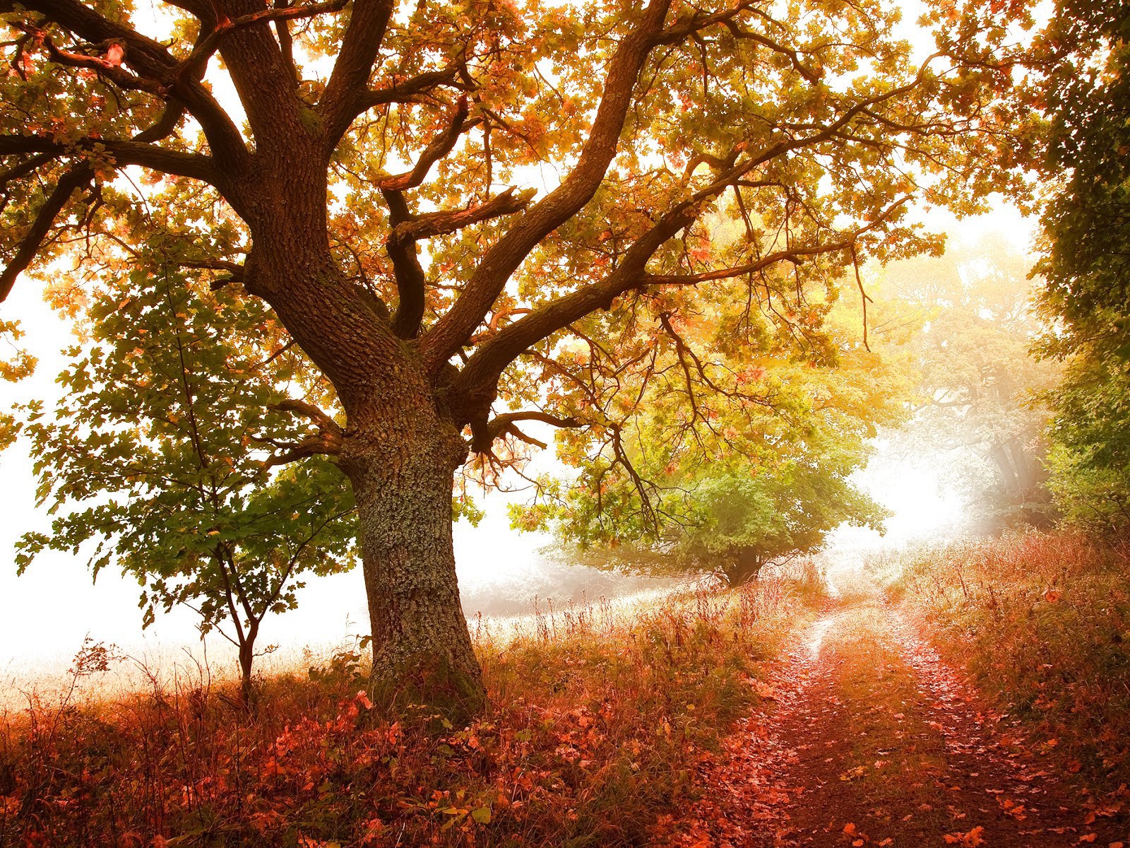 forest, Trees, Nature, Landscape, Tree Wallpaper