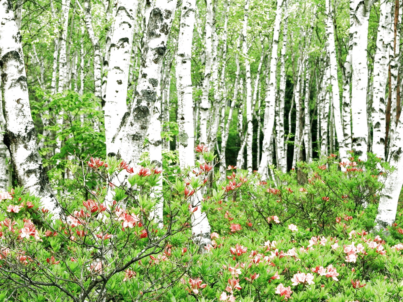 forest, Trees, Nature, Landscape, Tree Wallpaper