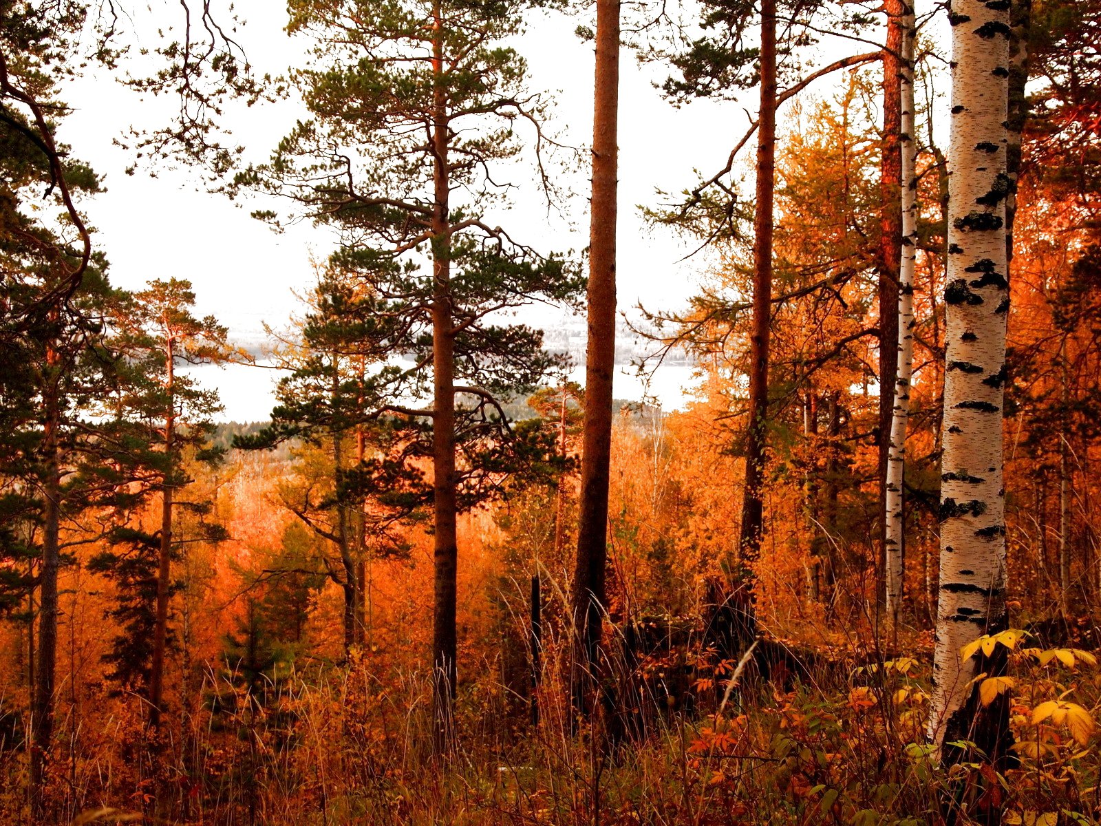 forest, Trees, Nature, Landscape, Tree Wallpaper