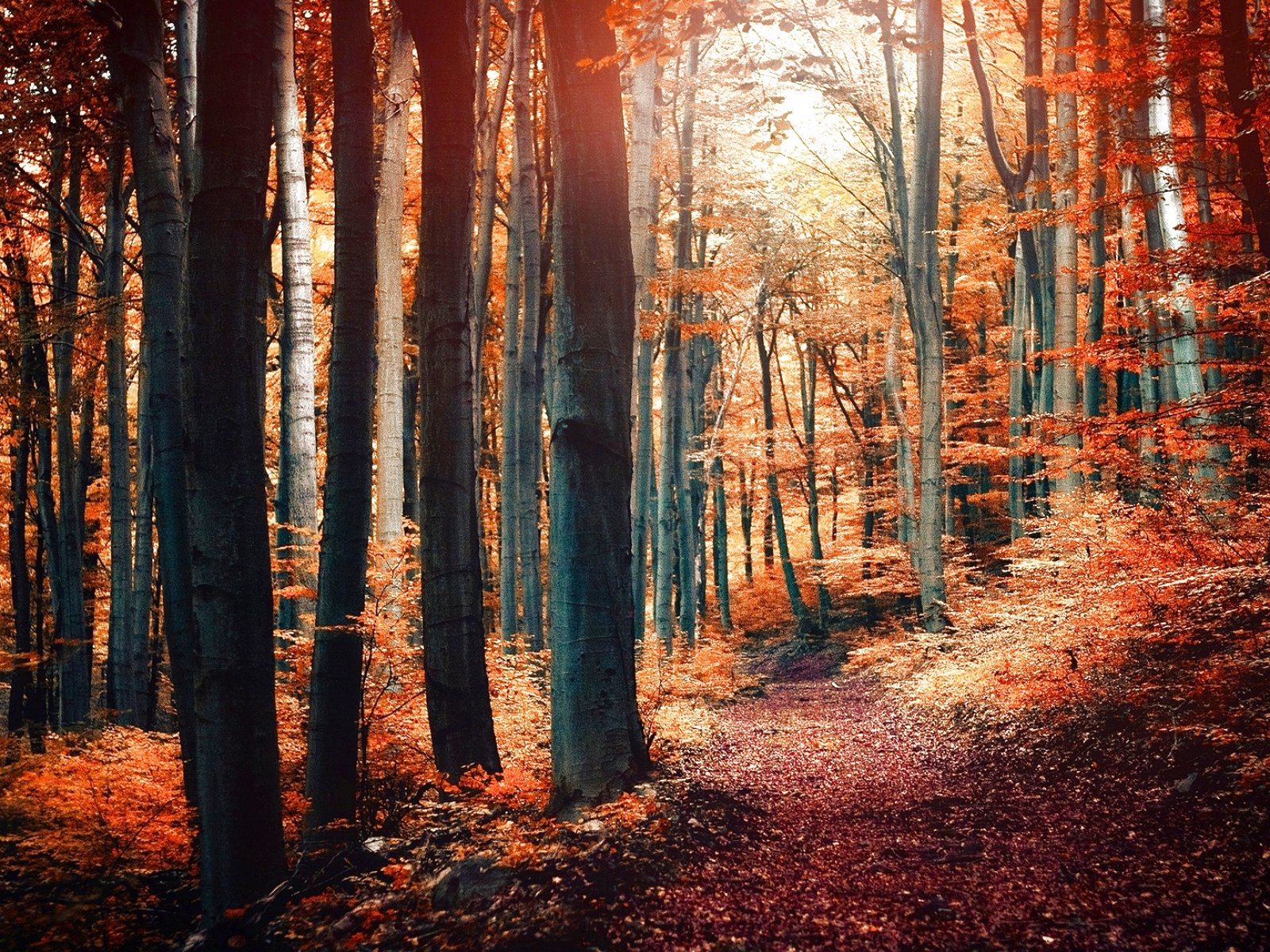 forest, Trees, Nature, Landscape, Tree Wallpaper