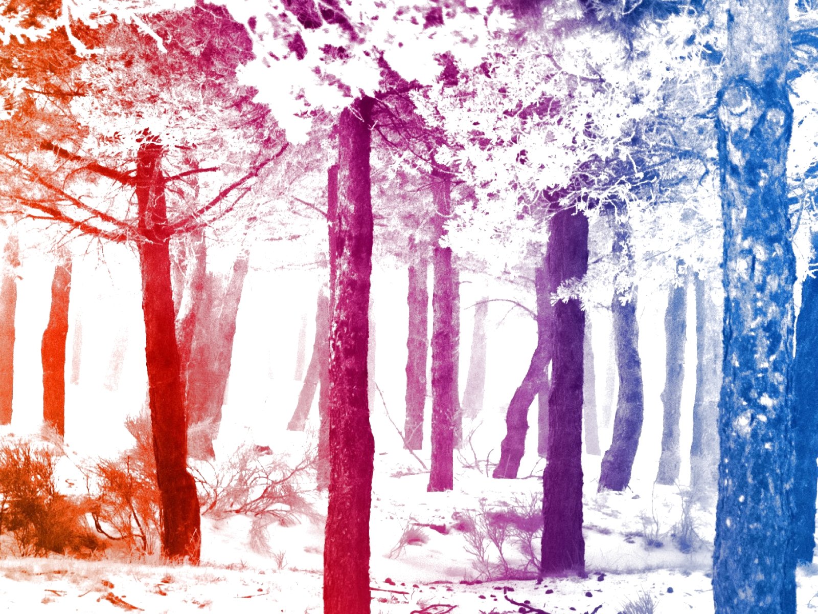 forest, Trees, Nature, Landscape, Tree Wallpaper