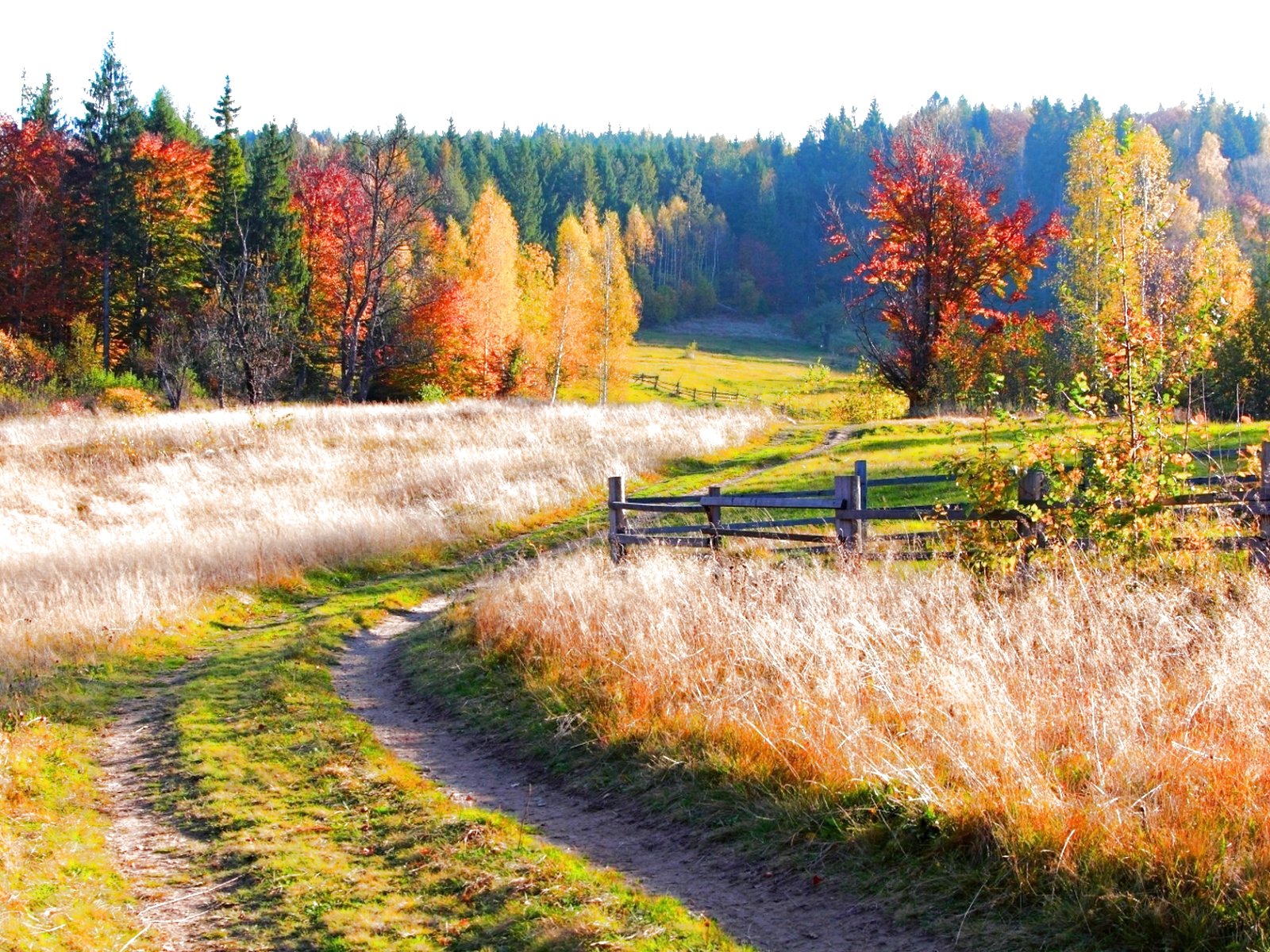 forest, Trees, Nature, Landscape, Tree Wallpaper