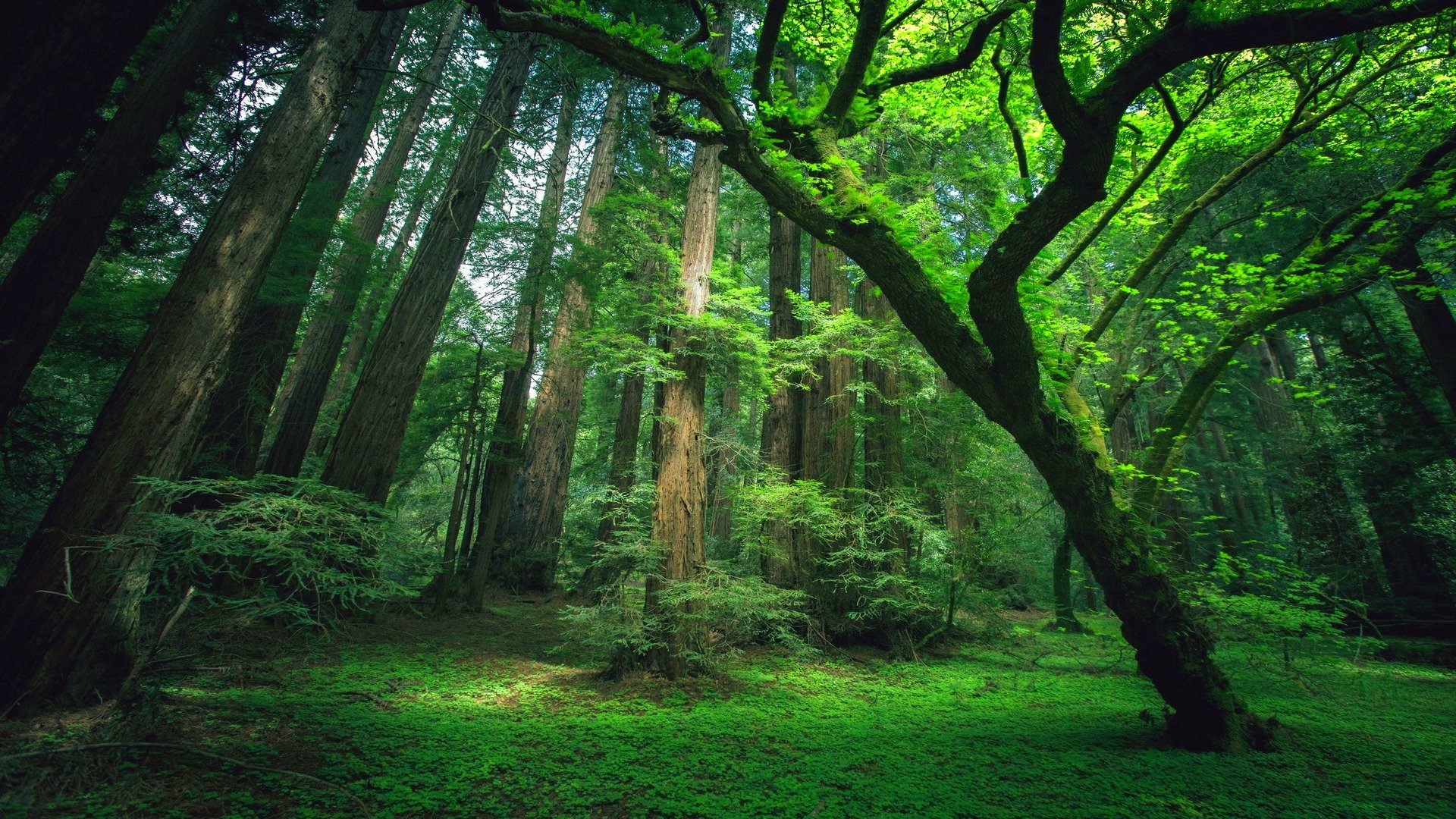 forest, Trees, Nature, Landscape, Tree Wallpaper