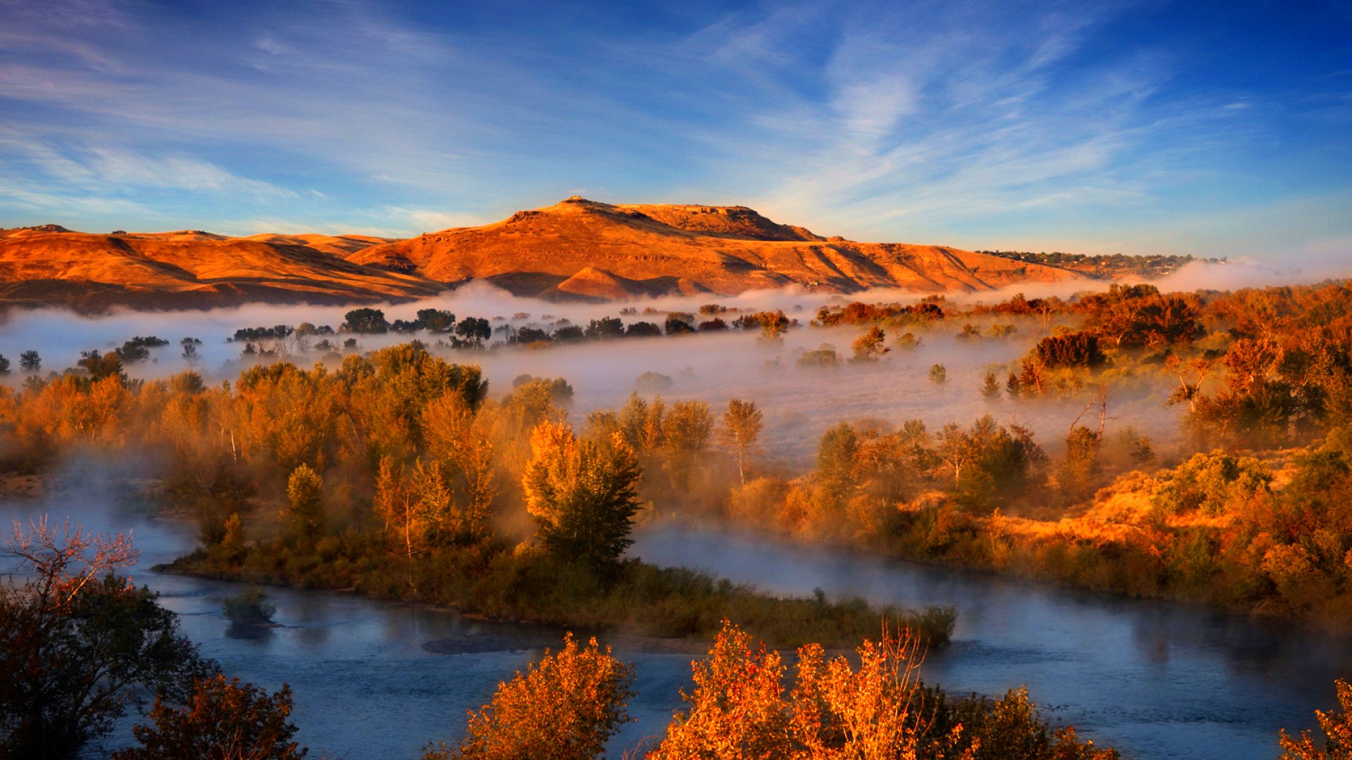 forest, Trees, Nature, Landscape, Tree Wallpaper