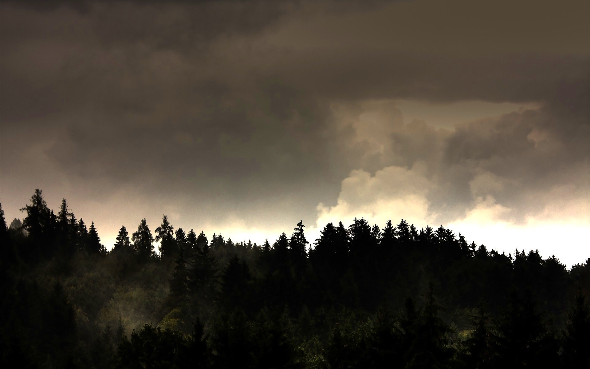 forest, Trees, Nature, Landscape, Tree Wallpaper