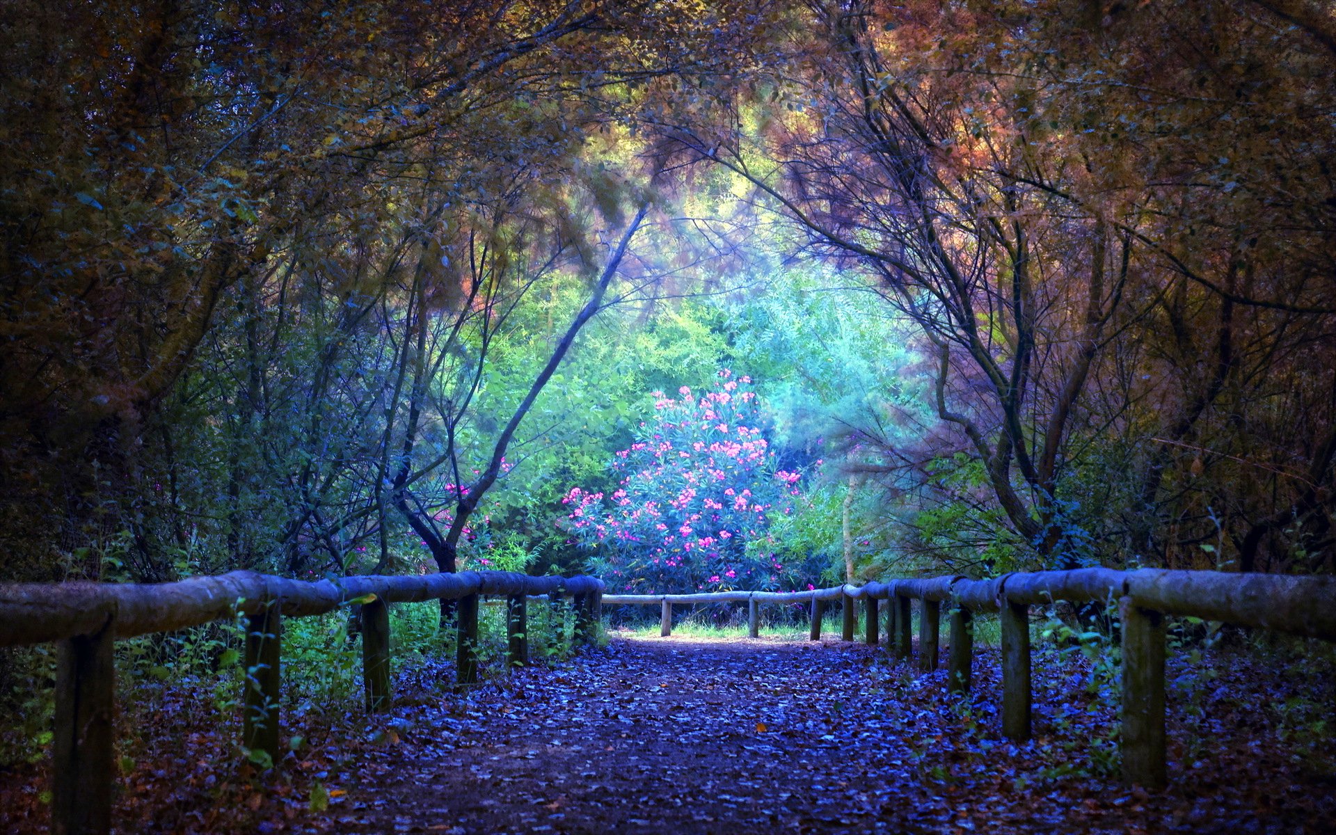 forest scenery 4k
