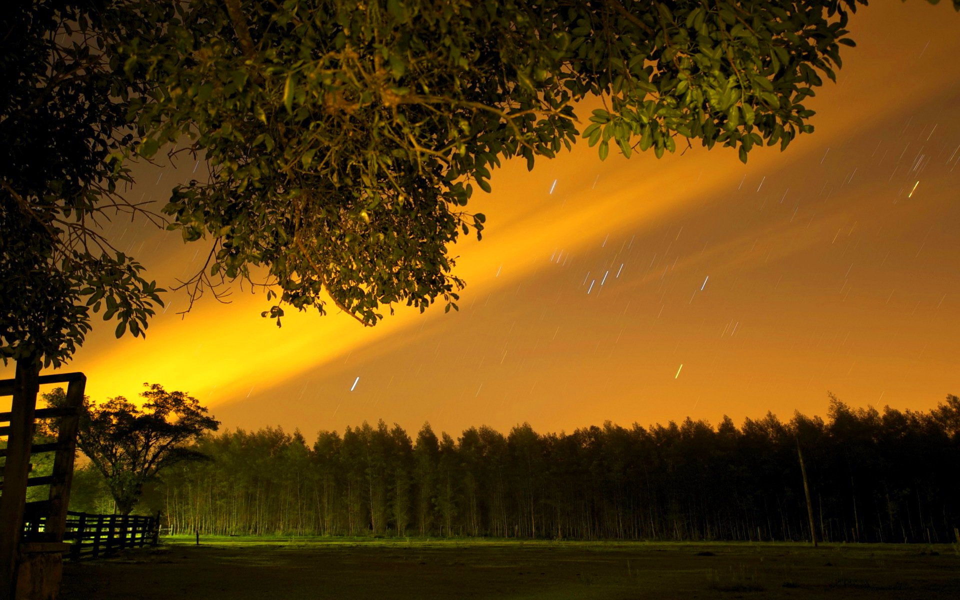 forest, Trees, Nature, Landscape, Tree Wallpaper