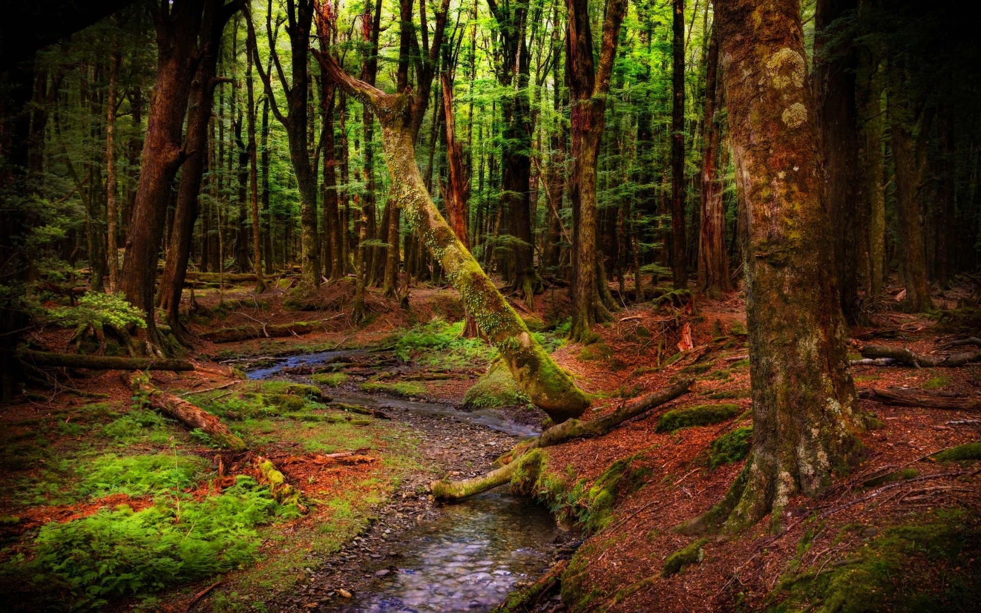 forest, Trees, Nature, Landscape, Tree Wallpaper