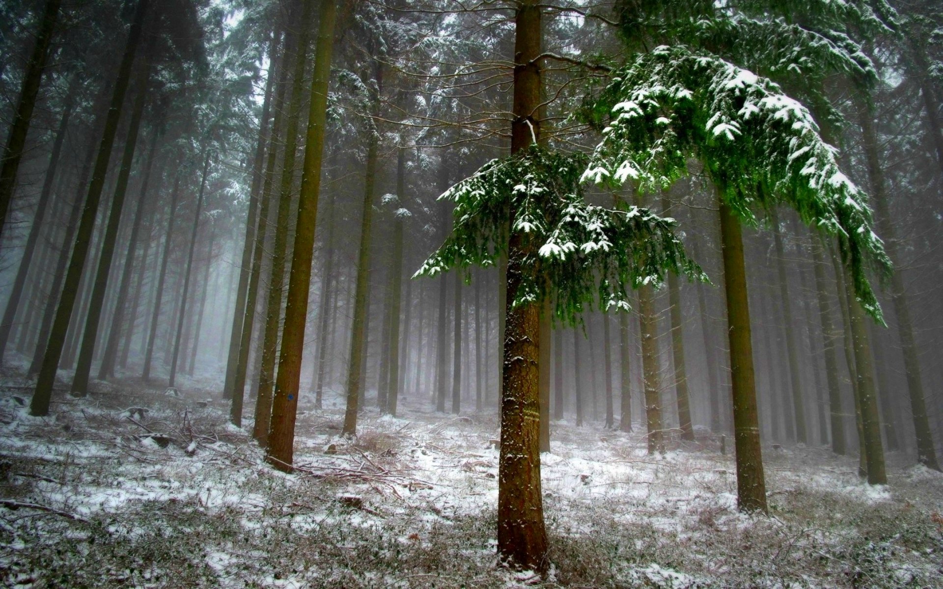 forest, Trees, Nature, Landscape, Tree Wallpaper