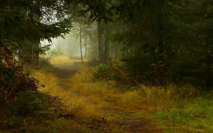 forest, Trees, Nature, Landscape, Tree HD Wallpaper Desktop Background