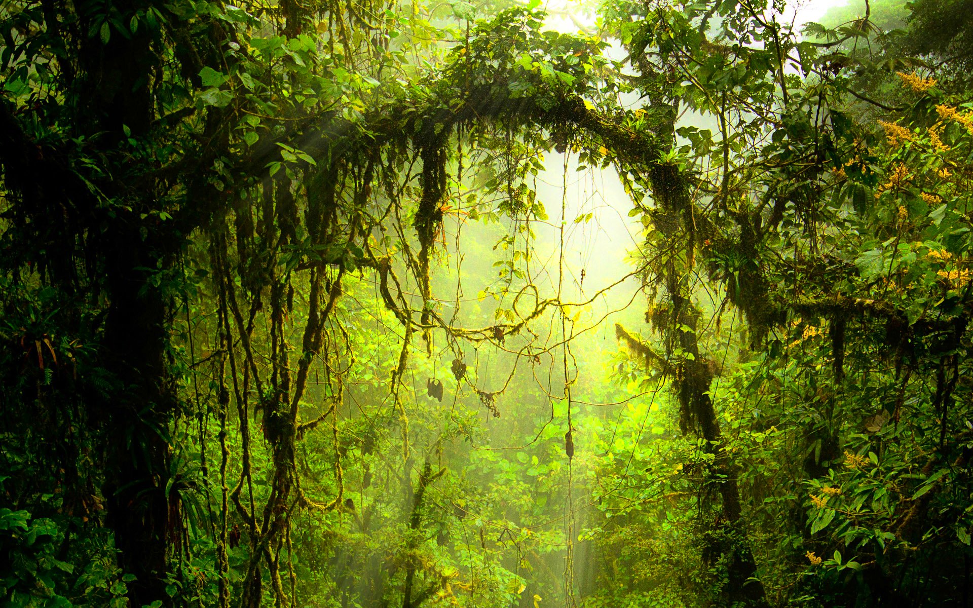 forest, Trees, Nature, Landscape, Tree Wallpaper