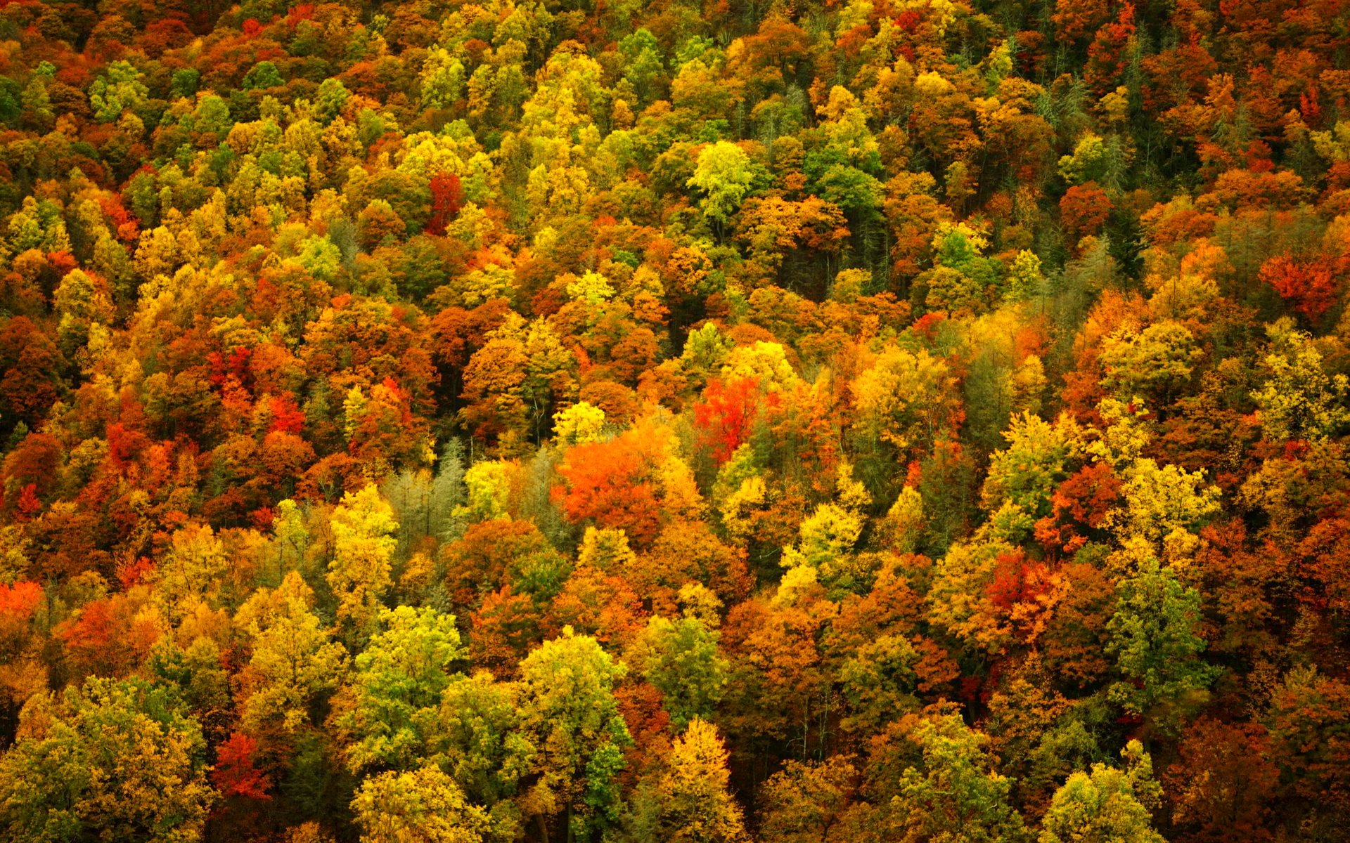 forest, Trees, Nature, Landscape, Tree Wallpaper