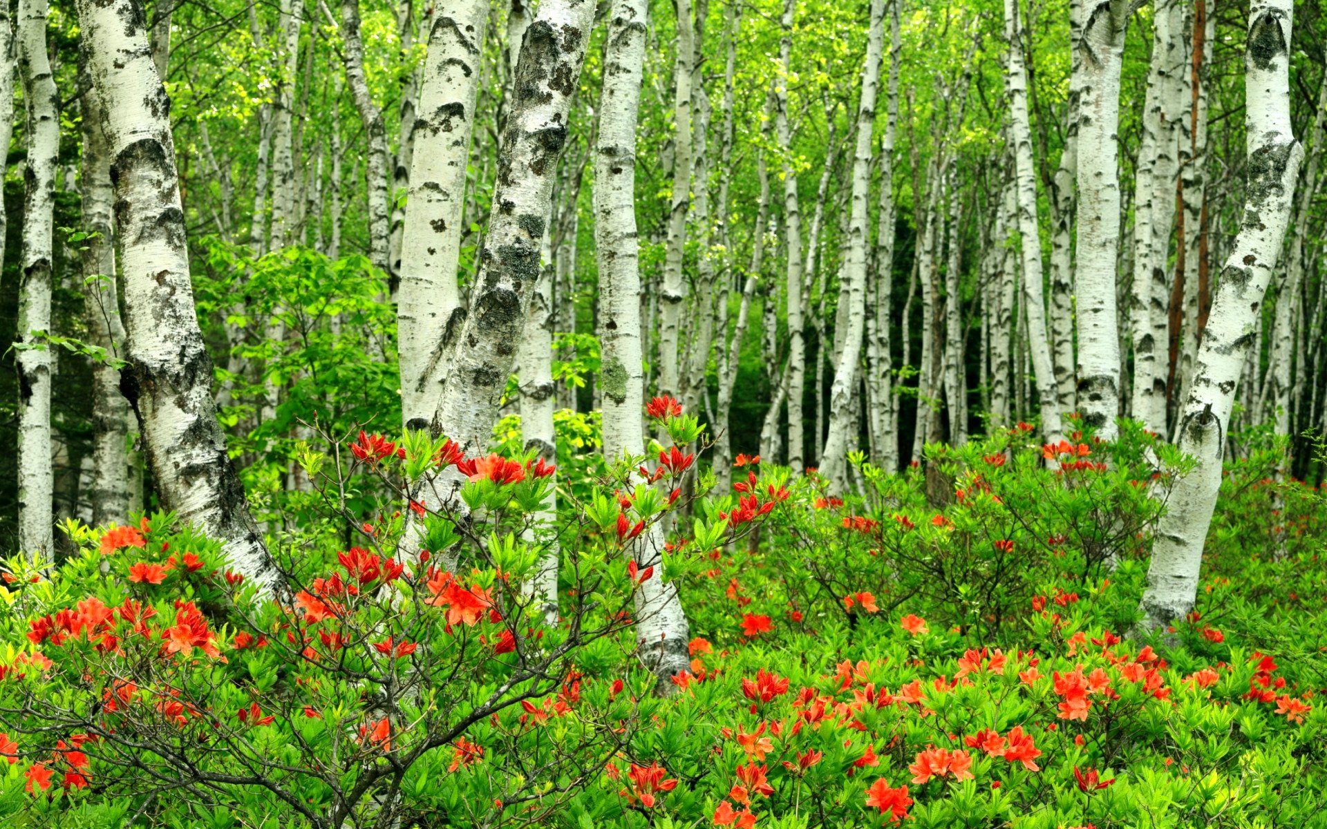 forest, Trees, Nature, Landscape, Tree Wallpaper