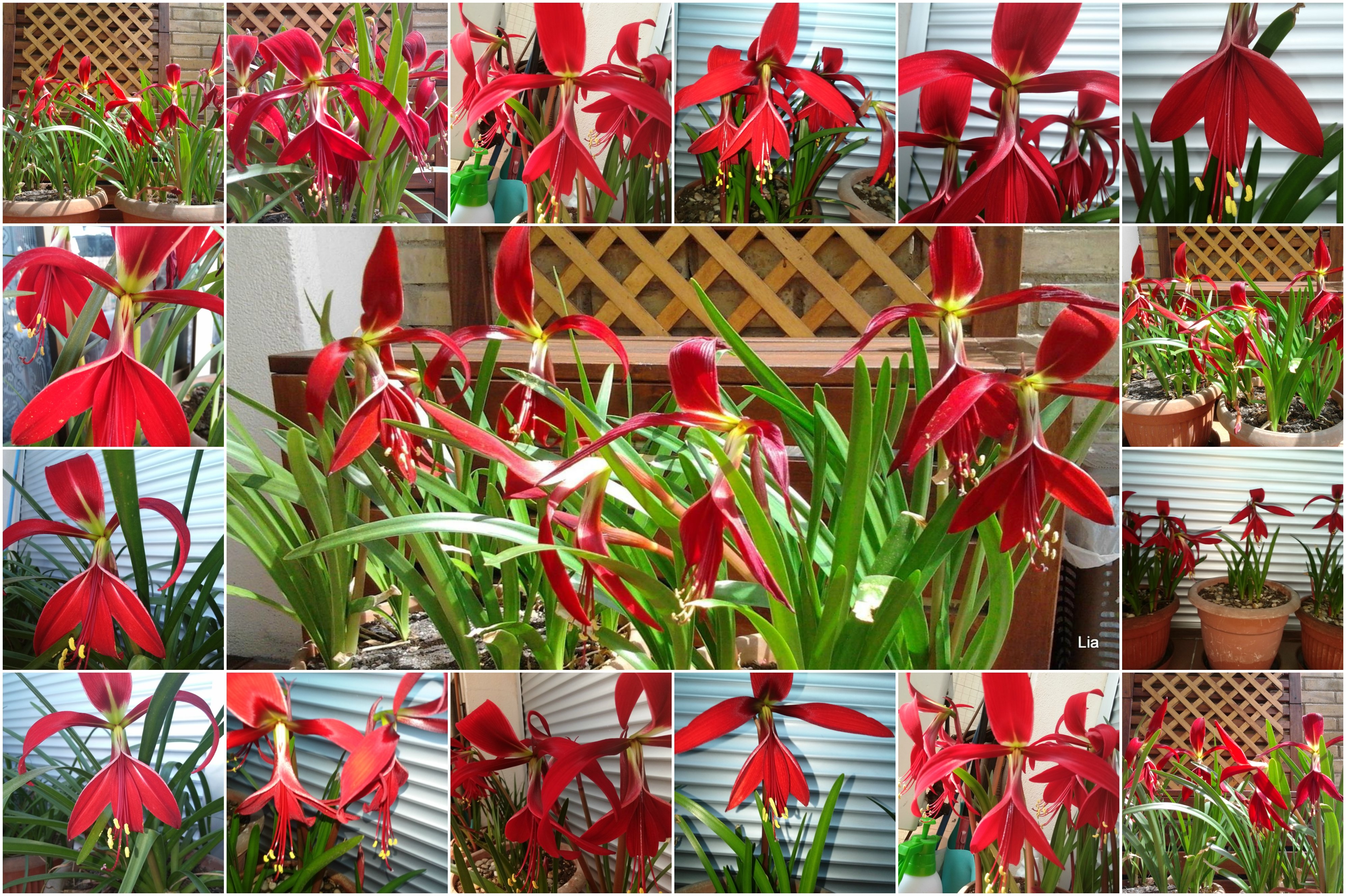 andquotfleur, De, Lisandquot Wallpaper