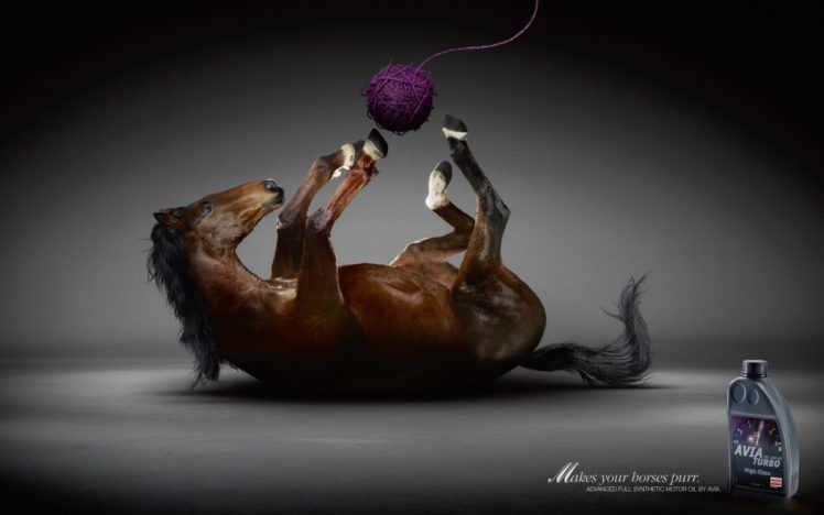 funny, Horses, Creative, Advertisement HD Wallpaper Desktop Background