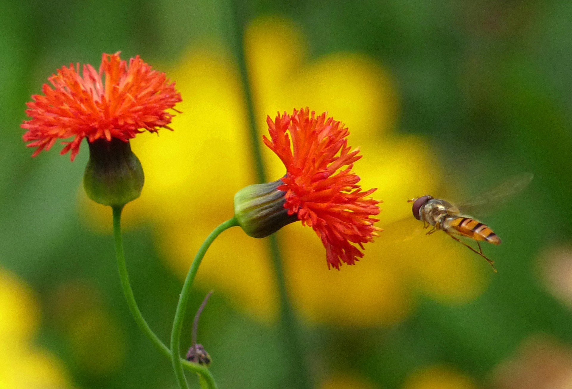 claveles, Rojos, Abeja, Naturaleza Wallpaper