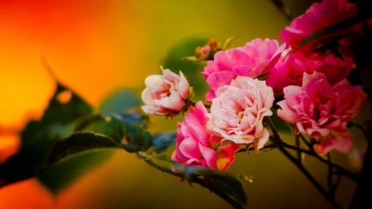 rosas, Flores, Naturaleza HD Wallpaper Desktop Background