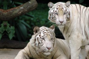 white, Tigers